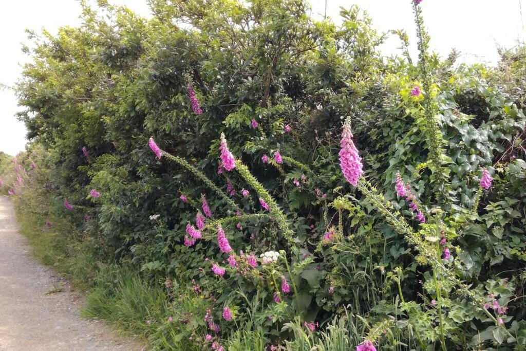 Farm Accommodation - The Lizard Peninsula, Cornwall Helston Εξωτερικό φωτογραφία