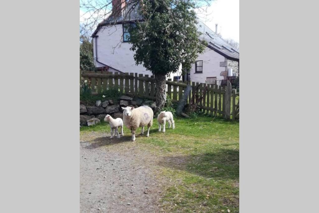 Farm Accommodation - The Lizard Peninsula, Cornwall Helston Εξωτερικό φωτογραφία