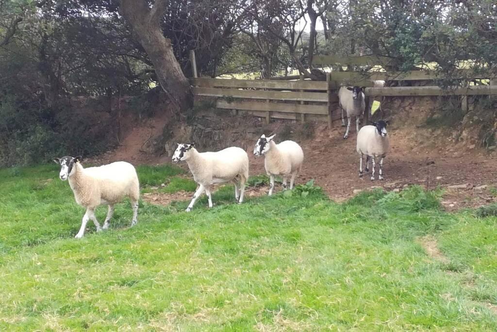 Farm Accommodation - The Lizard Peninsula, Cornwall Helston Εξωτερικό φωτογραφία